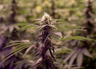 Uber abre espaço para venda de maconha recreativa no Canadá