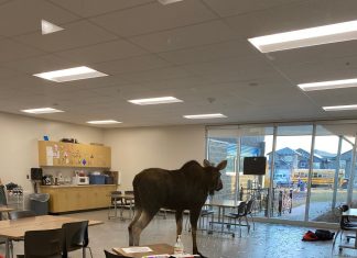 Alce invade escola no Canadá; veja VÍDEO