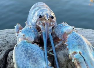 Rara lagosta ‘cor de algodão-doce’ é fisgada por pescador dos EUA