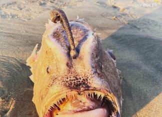 Raro ‘monstro’ do fundo do mar surge em praia da Califórnia