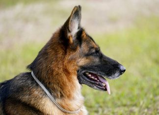 Conheça o cachorro dono de US$ 500 milhões que dorme no quarto que já foi da Madonna