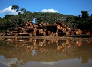 Imprensa internacional repercute maior desmatamento na Amazônia em 15 anos