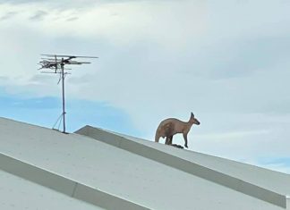 Canguru é flagrado em telhado de casa na Austrália; veja FOTOS