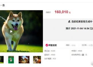 Cachorro abandonado por dono que não queria pagar por adestramento é leiloado por R$ 140 mil na China