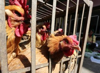 Gripe aviária se espalha na Polônia atingindo granjas com cerca de 650 mil aves