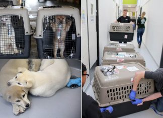 Coreia do Sul avalia proibir consumo de carne de cachorro
