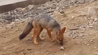 No Peru, família compra raposa pensando que era filhote de cachorro