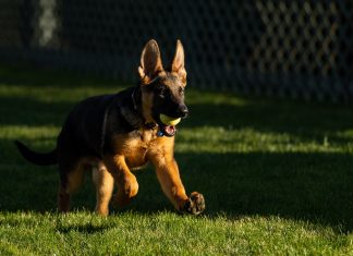 Joe Biden apresenta Commander, o novo cachorro da Casa Branca