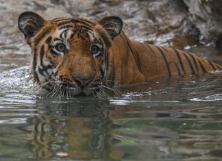 Índia registra recorde de 126 tigres mortos em 2021