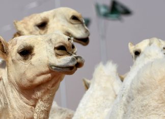 Camelos são desclassificados de concurso de beleza na Arábia Saudita por uso de botox