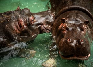 Hipopótamos são diagnosticados com Covid-19 em zoológico da Bélgica