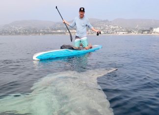 Esportista se depara com peixe-lua gigante nos EUA; veja FOTOS e VÍDEO