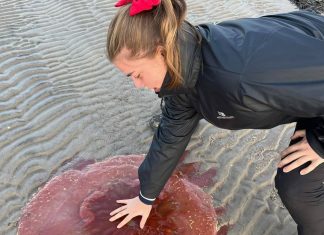 ‘Água-viva’ gigante é encontrada em praia da Dinamarca