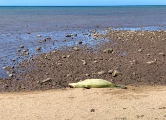 Foca ameaçada de extinção é encontrada com tiro na cabeça no Havaí