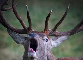 As impressionantes imagens de natureza captadas por fotógrafo amador durante horário de almoço