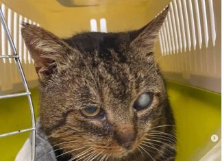Cem gatos são encontrados mortos na casa de um aposentado na França