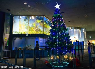 Japão usa enguias para acender árvore de Natal