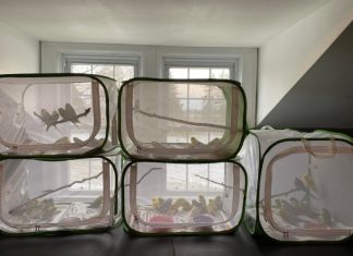 Mais de 800 periquitos que viviam em um quarto são entregues a um abrigo de animais nos EUA