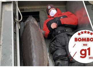 Bombou no g1: O ‘monstro do rio’ com mais de 109 kg que foi pescado nos EUA e pode ter mais de 100 anos