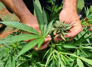 Malta vota legalização do cultivo e consumo de maconha para uso recreativo; medida é inédita na União Europeia