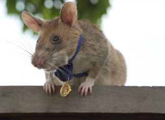 Morre Magawa, rata farejadora de minas terrestres premiada por bravura animal