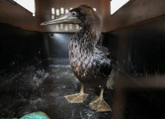 Após tsunami, vazamento de petróleo no Peru atinge aves ameaçadas de extinção