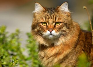 10 curiosidades sobre o gato siberiano, o felino doméstico mais resistente ao frio