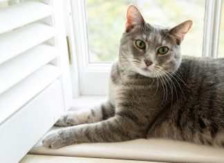 Família Biden recebe Willow, a nova gata da Casa Branca; Veja FOTOS