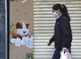 Hong Kong vai sacrificar mais de 2 mil roedores após hamsters pegarem Covid