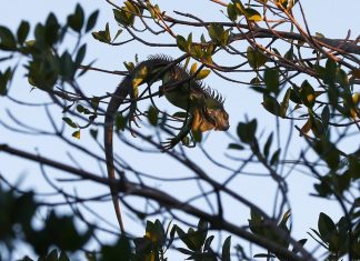 Com o frio, iguanas ‘congeladas’ caem das árvores na Flórida; Veja FOTOS