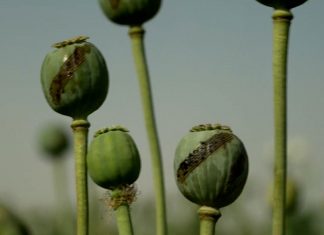 Sob Talibã, tráfico de drogas cresce no Afeganistão