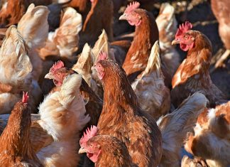 Onda de calor mata 400 mil galinhas no Uruguai