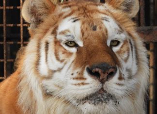 Incidente com tigre deixa 3 pessoas feridas em zoológico do Japão