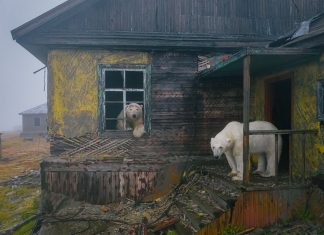 Ursos polares se apoderam de estação meteorológica abandonada na Rússia
