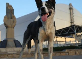 A curiosa relação entre guardas e os cães abandonados de Chernobyl