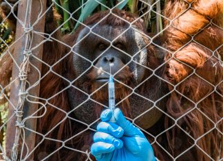 Zoológico no Chile começa a vacinar animais contra a Covid-19