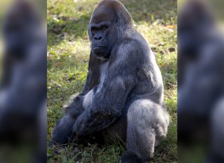 Gorila macho mais velho do mundo morre aos 61 anos nos EUA