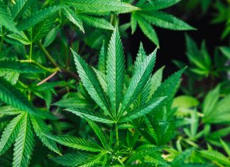 Província do Canadá vai exigir vacina contra a Covid para quem quiser comprar álcool e maconha
