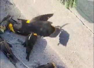 Vídeo flagra momento em que bando de pássaros sobrevoa cidade e animais caem mortos no norte do México