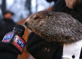 Dia da Marmota: EUA terão mais seis semanas de inverno, ‘prevê’ animal
