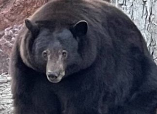 Polícia da Califórnia procura urso gigante após ataques a dezenas de casas