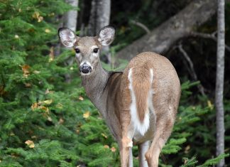 Descoberta de ômicron em animais em NY gera preocupação sobre possíveis novas variantes