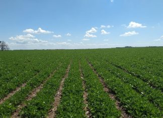 Produtores de cana-de-açúcar e amendoim na região de Ribeirão Preto avaliam reduzir potássio para garantir lavouras por conta de sanções à Rússia