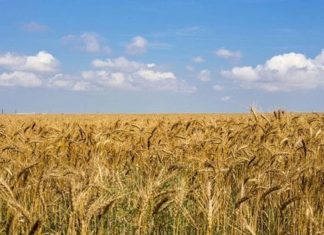4 produtos exportados por Rússia e Ucrânia que devem ficar mais caros no mundo