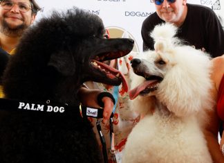 Poodle do filme ‘War Pony’ ganha a Palma Canina em Cannes