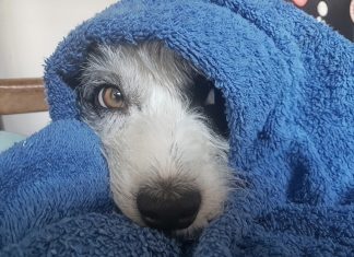 Veja dicas para proteger os animais de estimação no frio e prevenir pets doentes