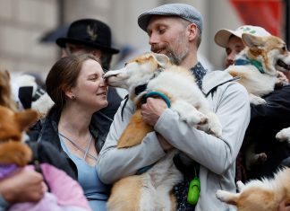Canadá tem ‘parada de corgis’ para celebrar jubileu da rainha Elizabeth II
