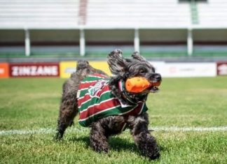 Bichos na Escuta #50: conheça Pretinha, a cadela tricolor que comemora os gols do Fluminense