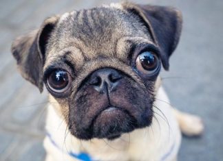 Pugs não são ‘cães típicos’ e saúde deles precisa de mais cuidados, diz estudo