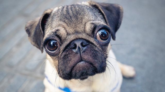 pug-bbc-1